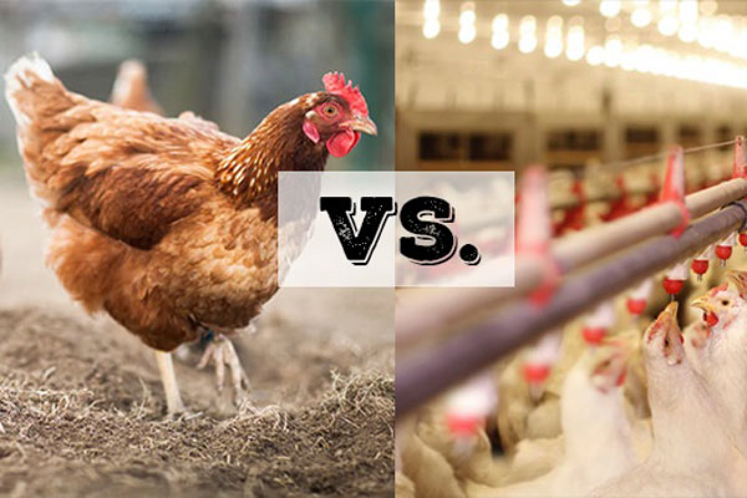 Kinh Nghiệm phân biệt gà ta thả vườn và gà công nghiệp